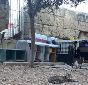 Animal Care Kattenopvang Malta