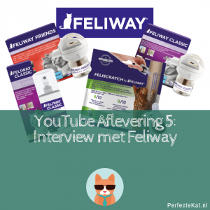 Feliway interview